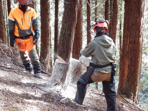間伐作業
