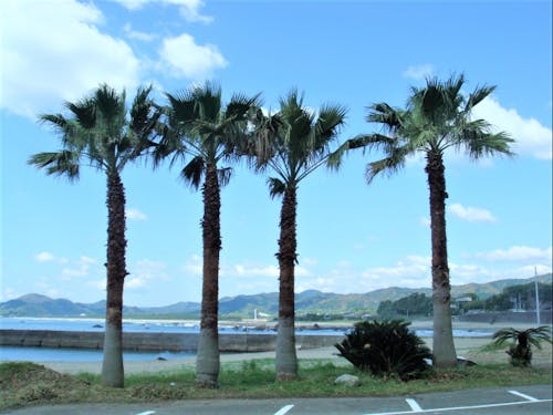 南の島の雰囲気漂う浮津海水浴場。