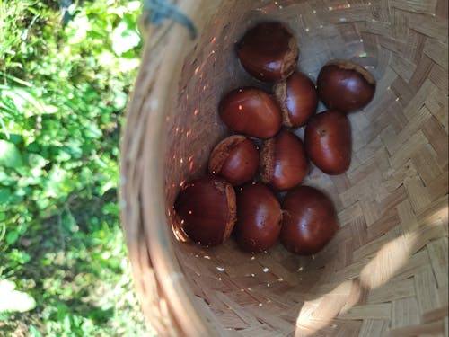 近所の人と仲良くなって一緒に栗・柿・柚子・梅などを収穫させてもらいました〜！