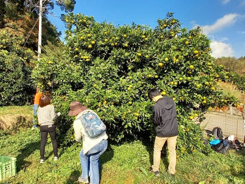 地域事業者とコラボしたイベント「橙収穫体験」