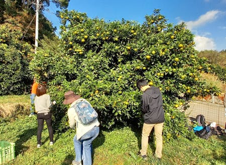 地域事業者とコラボしたイベント「橙収穫体験」