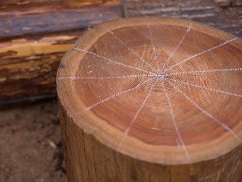 古くから吉野林業を行ってきた川上村は、水を好む杉・ヒノキに適した土地なんです
