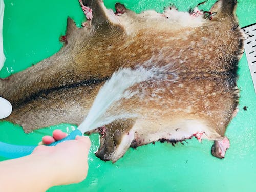 搬入された鹿の皮も活用しています