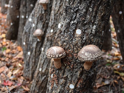 伝統産業であり循環型産業でもある原木しいたけ栽培