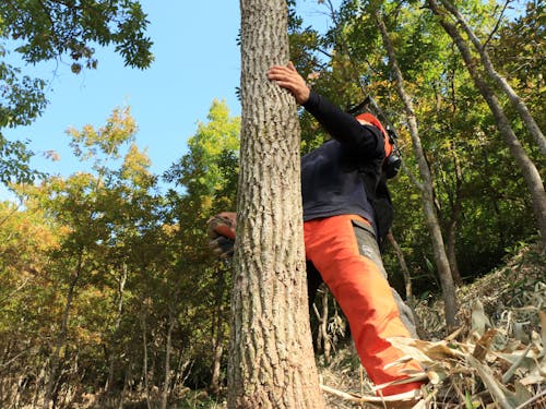 森と共にある暮らしや仕事