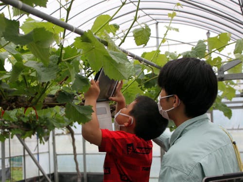 地球未来科の活動でシャインマスカットの栽培に挑戦中！