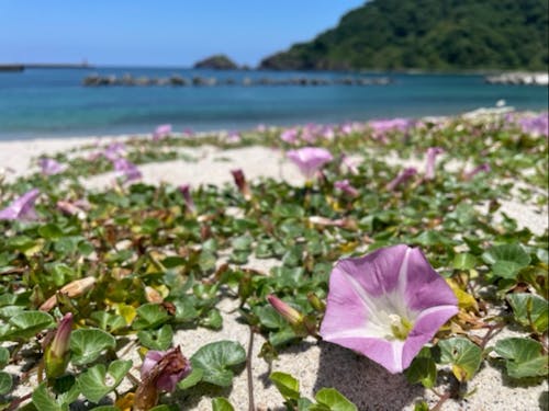 浜坂海岸まで約20分