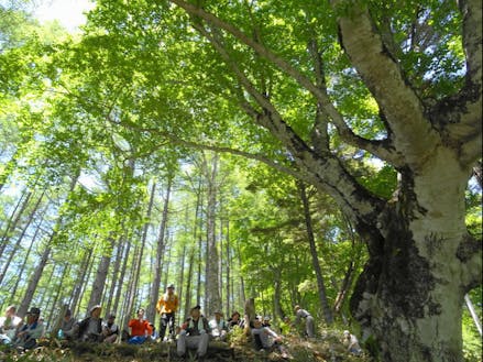 木下区では樹齢200年を超えるブナ林見学会でみんなで軽登山！