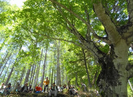 木下区では樹齢200年を超えるブナ林見学会でみんなで軽登山！