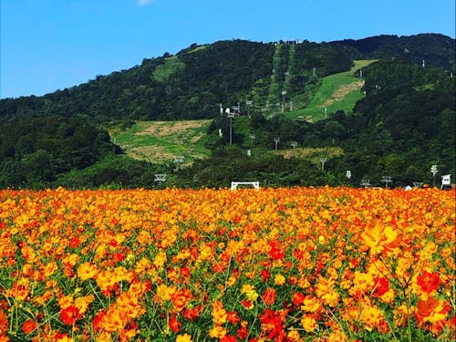 キバナコスモス