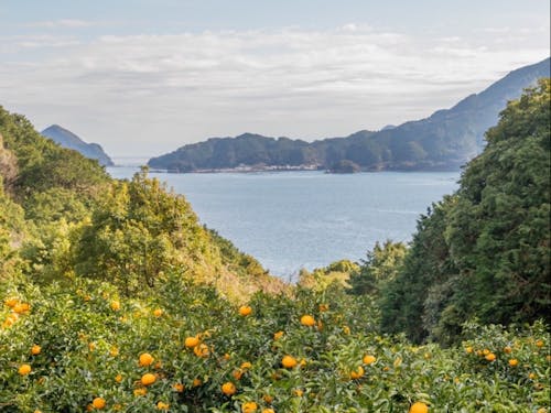 甘夏畑のある天満浦からの景色