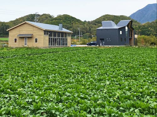 レストラン前は畑です。作物は毎年変わります。
