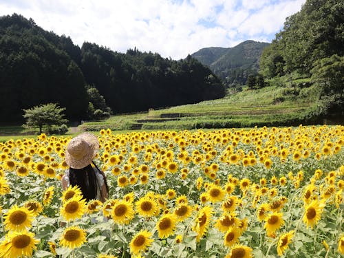 R423フラワーロード