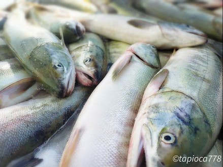 日本海に面した漁業の町　鮭大漁です