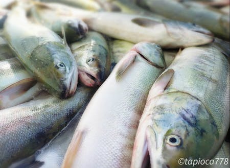 日本海に面した漁業の町　鮭大漁です