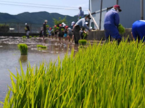 小学生との田植えイベント