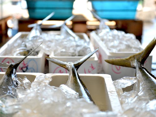 獲れたてのブリ