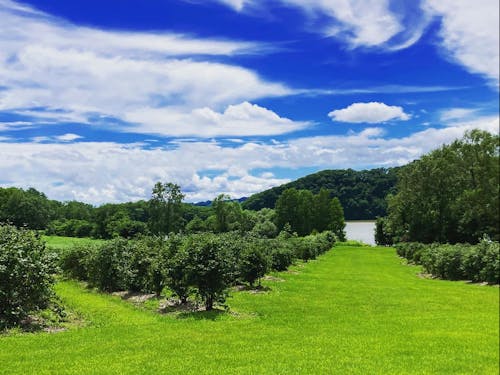 ハスカップ畑の先には足寄湖も望めます!