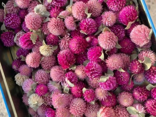 萩市見島で育てたドライフラワーを使用します