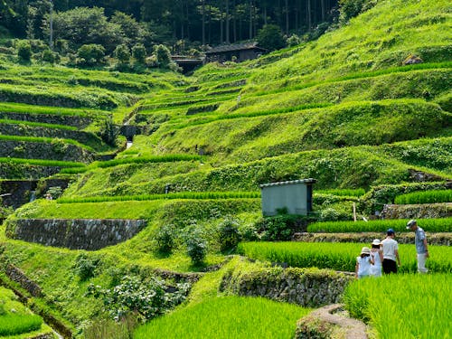環境最高な棚田エリアもあります!