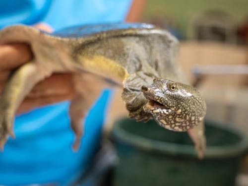 一キロ越えのスッポン!