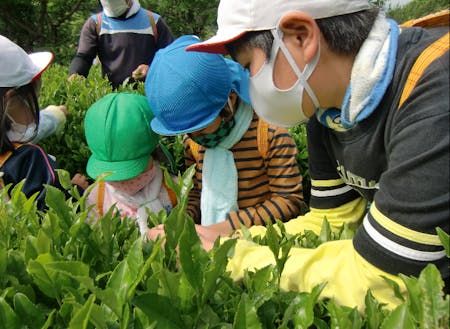 地場産業のお茶摘みでは、小学生が先生になって園児に教えます
