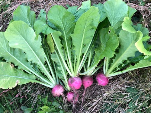 育ったら直送します!五箇山特産赤かぶ