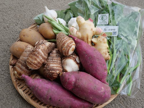 ツヤツヤの根菜を収穫