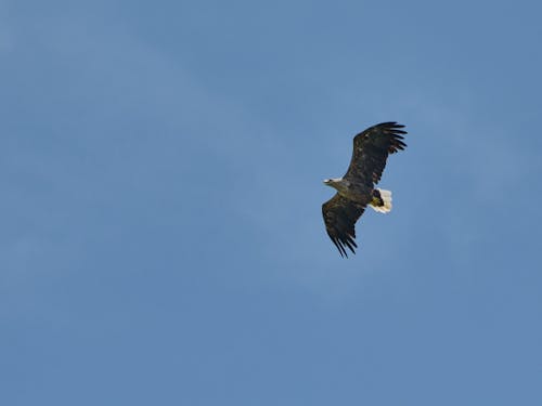 オジロワシなど希少猛禽類が数多く生息する豊かな自然環境