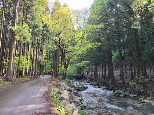 横瀬渓谷コース