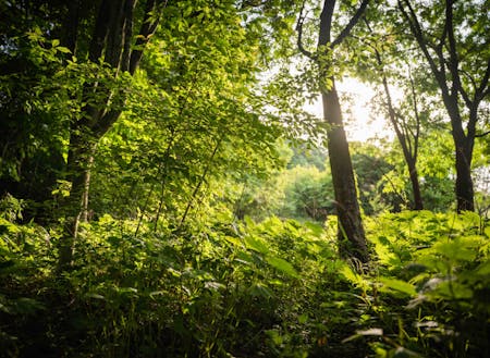 面積の8割以上が森林の伊那市、自然の中に暮らせます