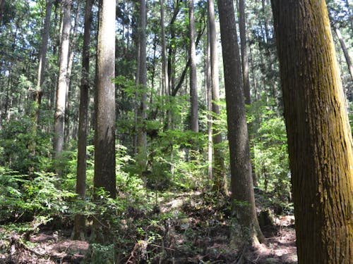 手入れの行き届いた明るい森