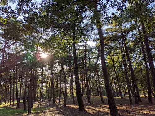 ▶ひたちなかの森林