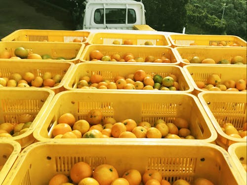 満杯になった蜜柑をトラックに乗せて、出発!