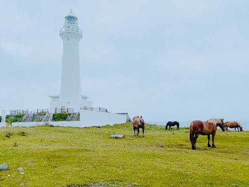 尻屋埼灯台と寒立馬