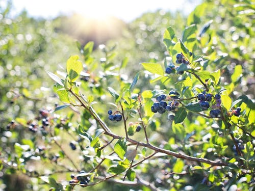 里山の澄んだ空気と清らかな水を生かした農ライフ
