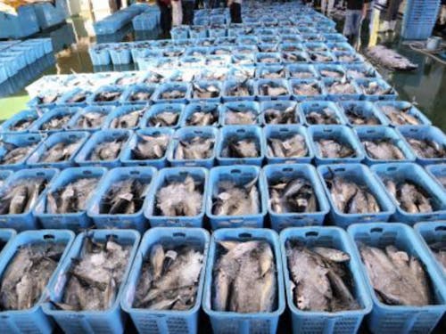 市場には多くのカツオが並びます