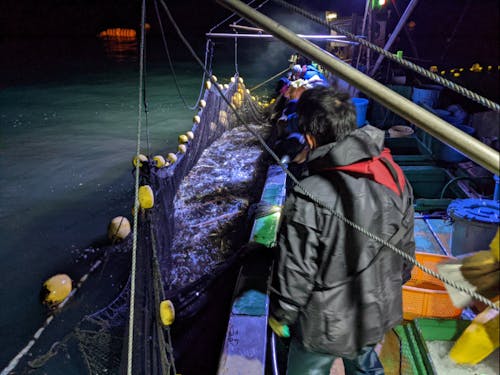 漁業体験の様子2