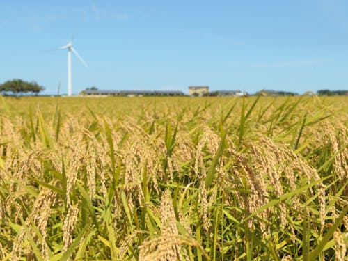 入善町の農産物は水稲が中心です