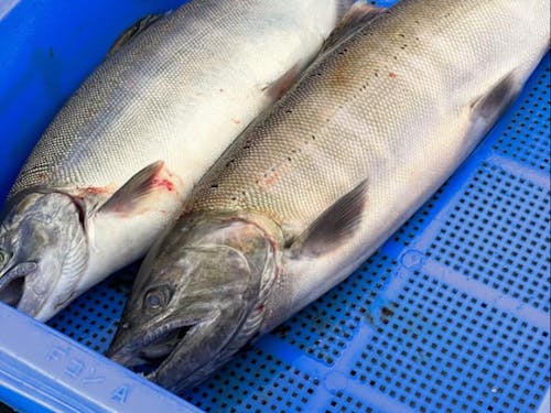 獲れた魚をランチにて。。