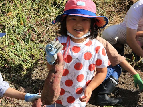 大きなお芋採れるかな