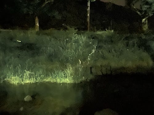 ほたる飛び交う水辺公園