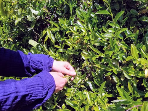 釜炒り茶づくり