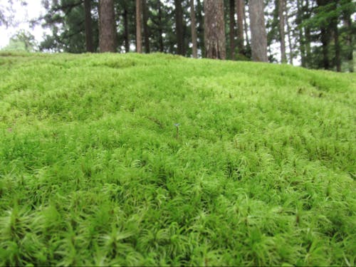 小松市日用の苔の里