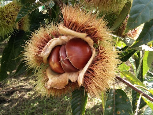 特大の丹波栗の季節です!(授業では栗農家視察もあります)