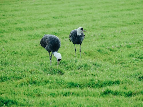 日本一のツルの渡来地「出水市」