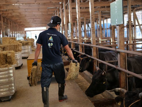 畜産現場での様子