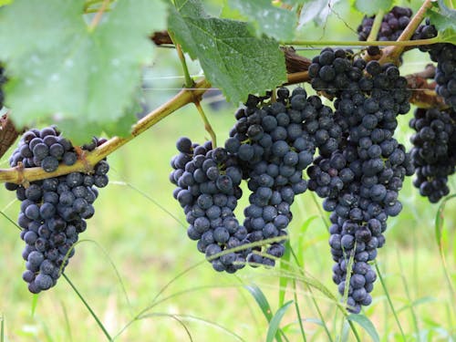 ワイン用品種の大迫産ぶどう