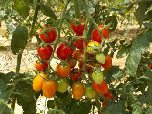 そのままでも、冷やしても美味しいミニトマト