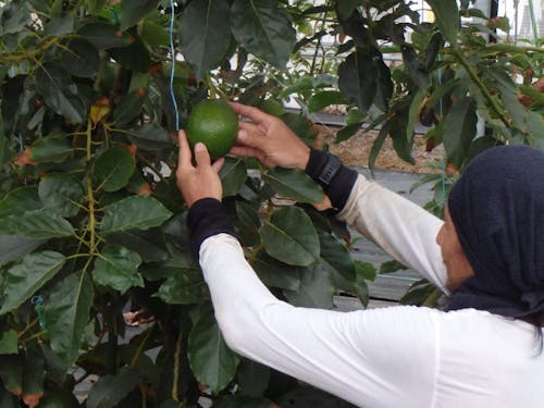 アボカドの収穫